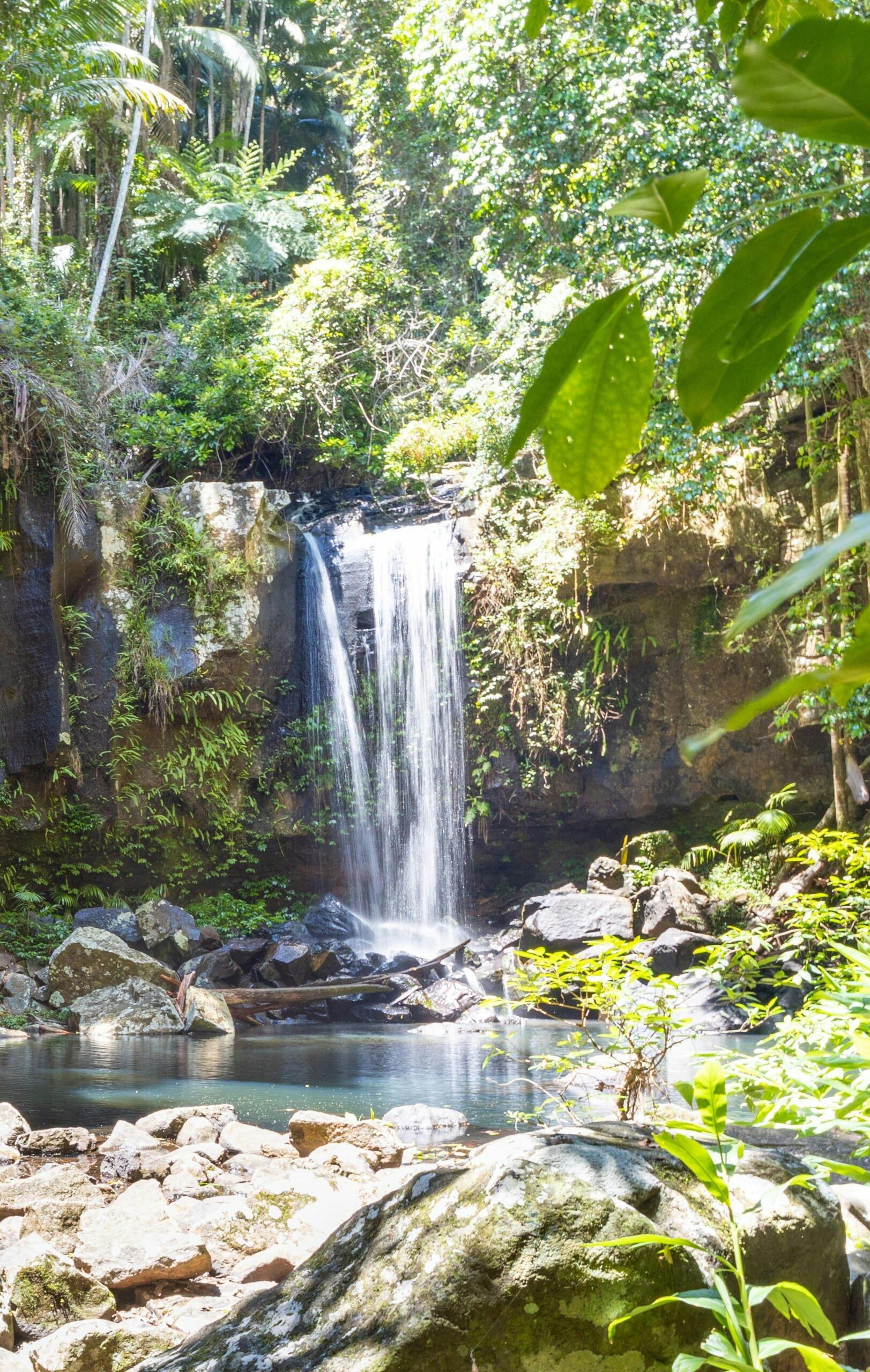 Tamborine Mountain Hop on Hop off bus from the Gold Coast