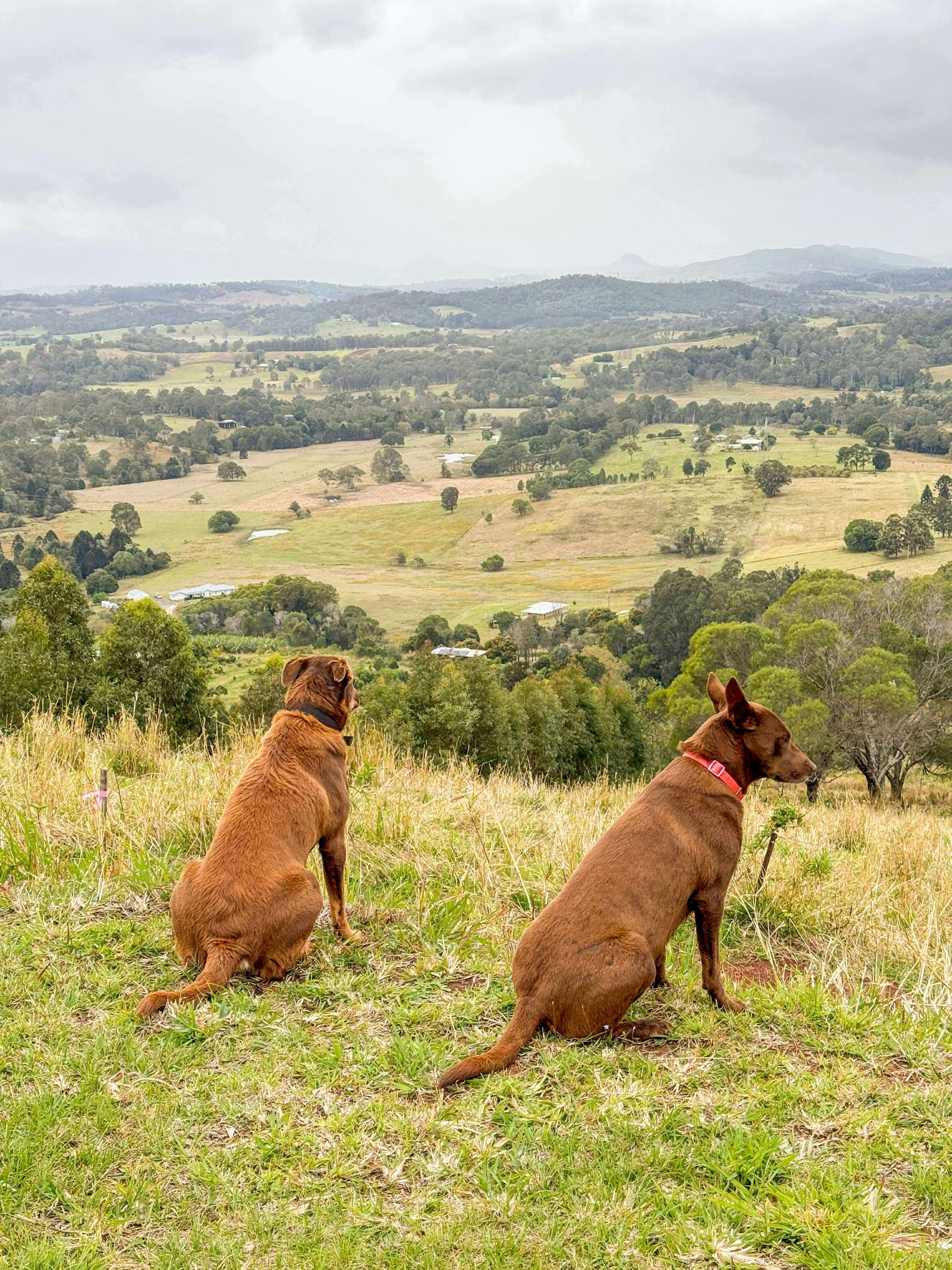 Pip and Evie looking over The Avocado Tree Farm