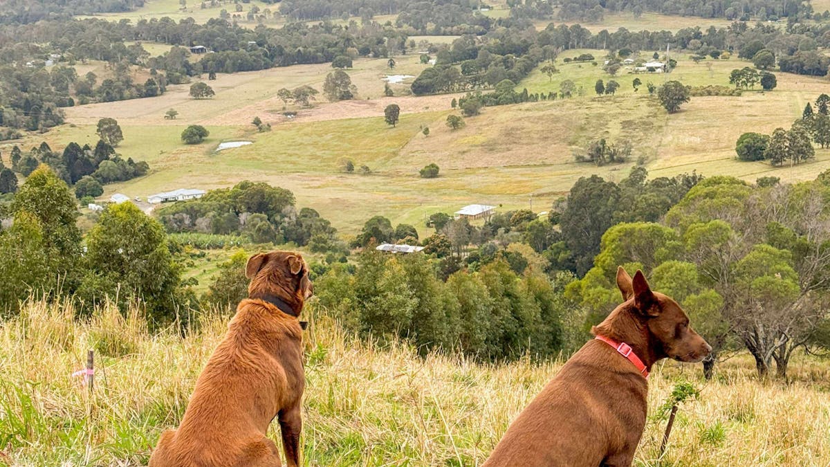 The Avocado Tree Farm, Pip and Evie