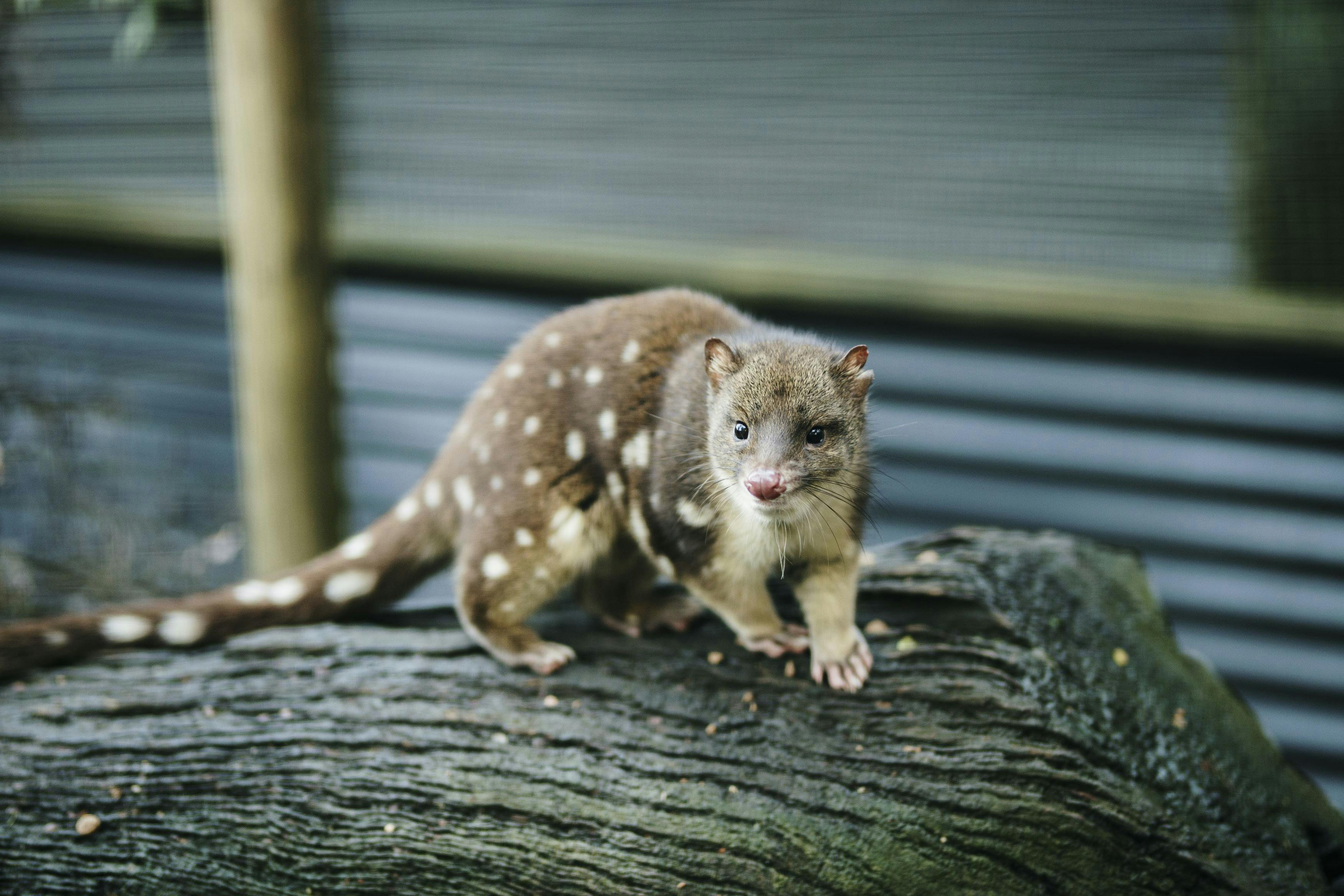 Spotted-tail Quoll on log