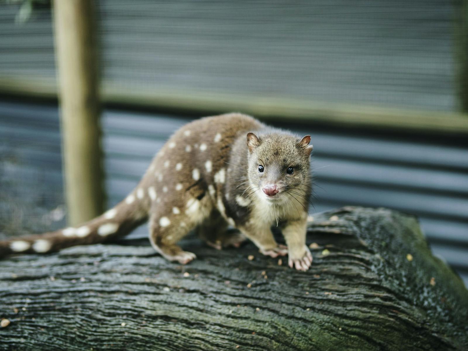 Spotted-tail Quoll on log
