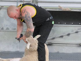 Bordertown Speed Shear