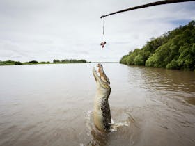 Crocodile jumping out of the water at Adelaide River