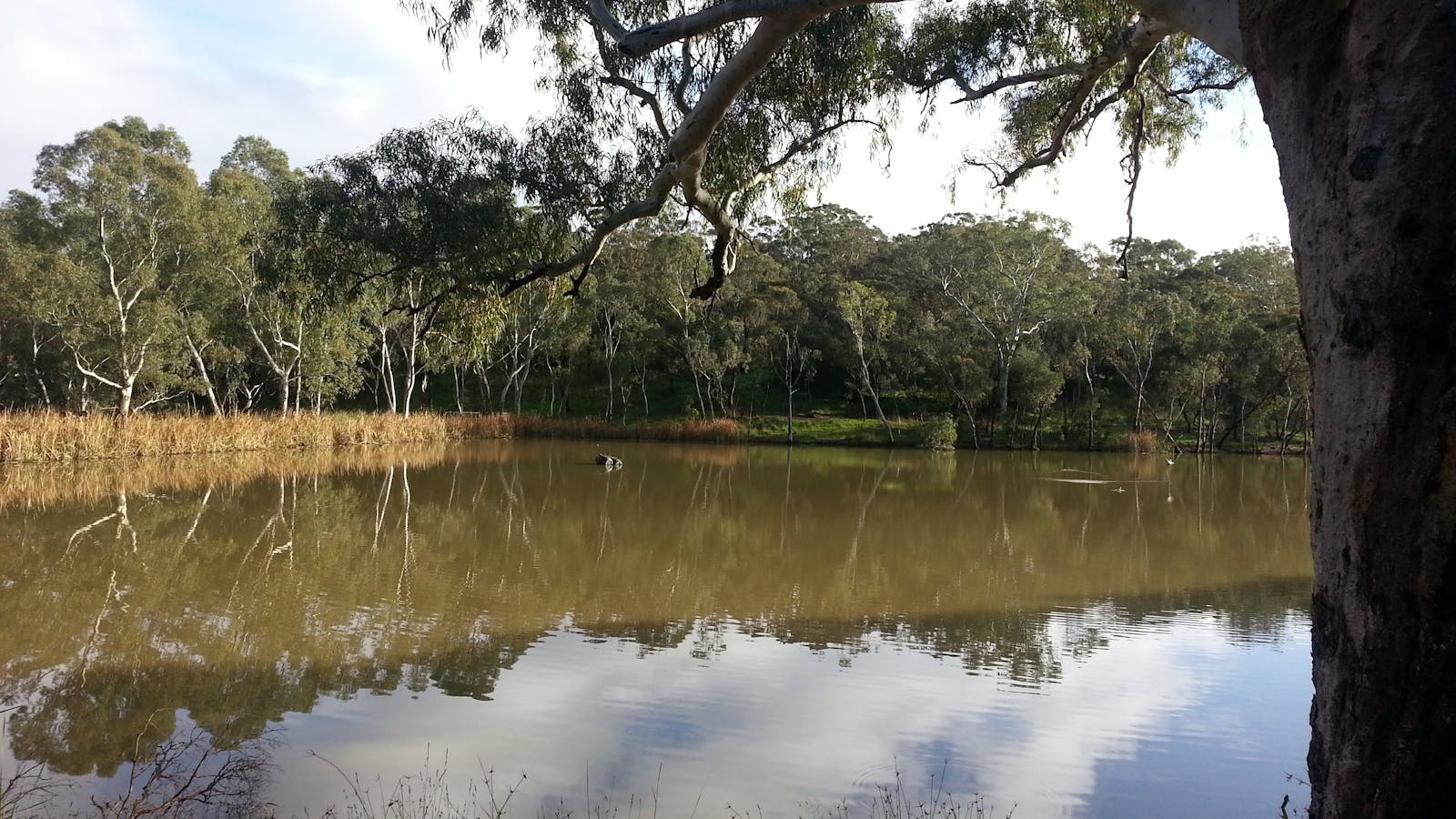 Sturt Gorge Recreation Park