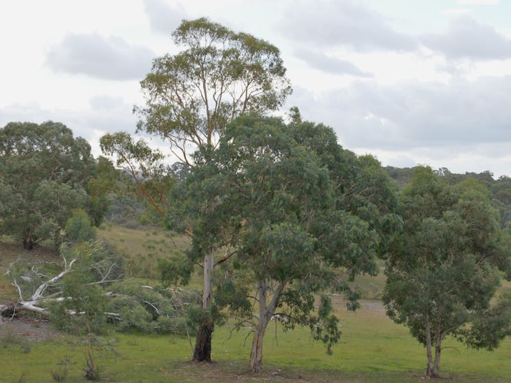 View from the deck, looking across expansive paddocks.