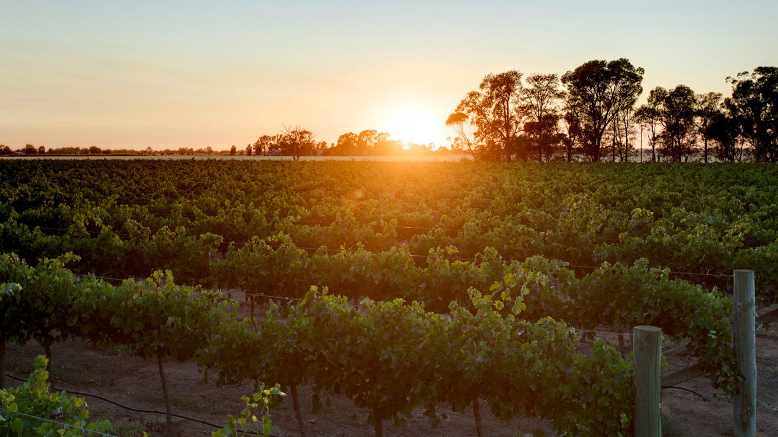 De Bortoli Wines Bilbul Estate