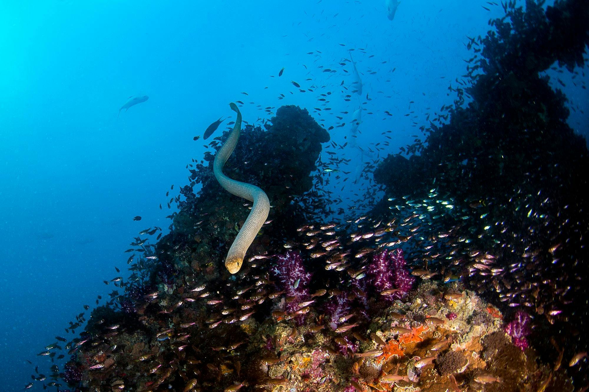 Curious Sea Snakes