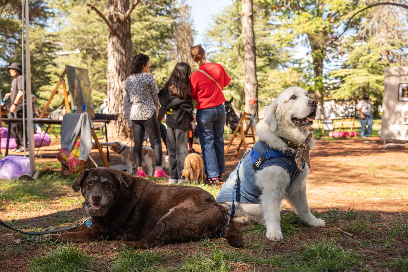 Two dogs in the foreground and three people facing away from the camera in the background.