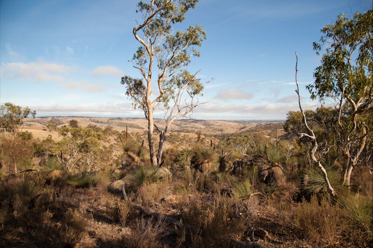 Para Wirra Conservation Park