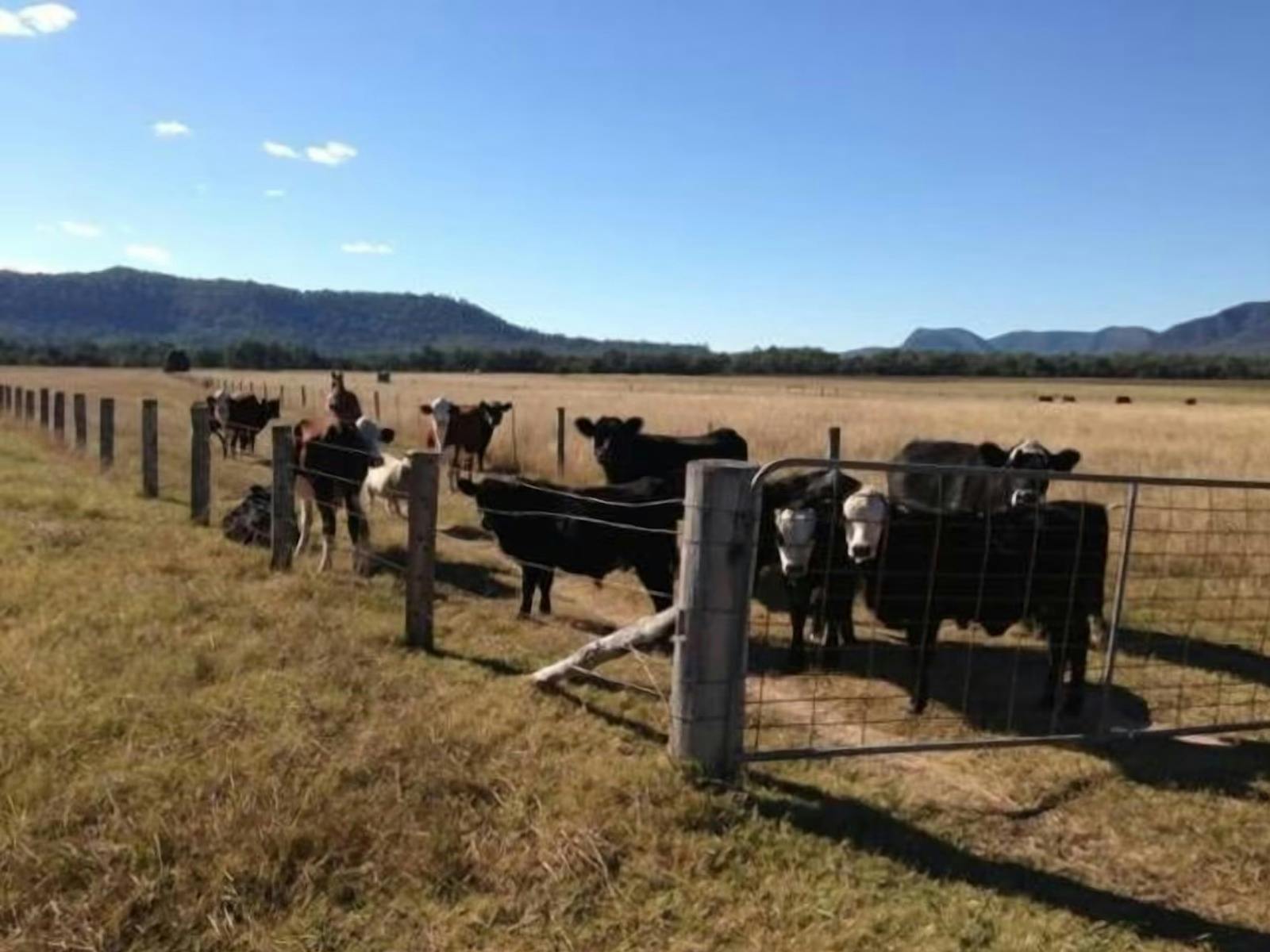 Cattle