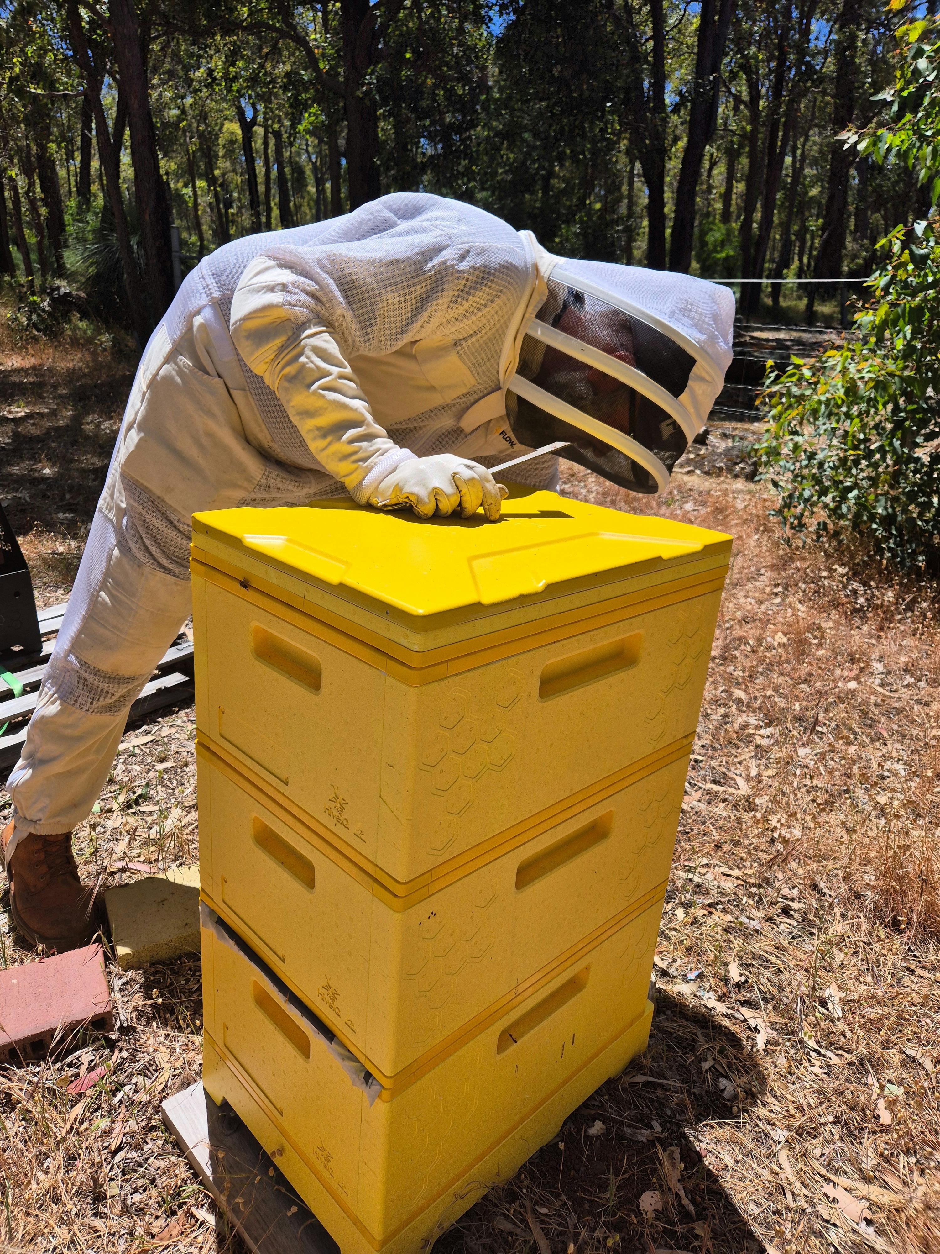 Opening a Bee Hive