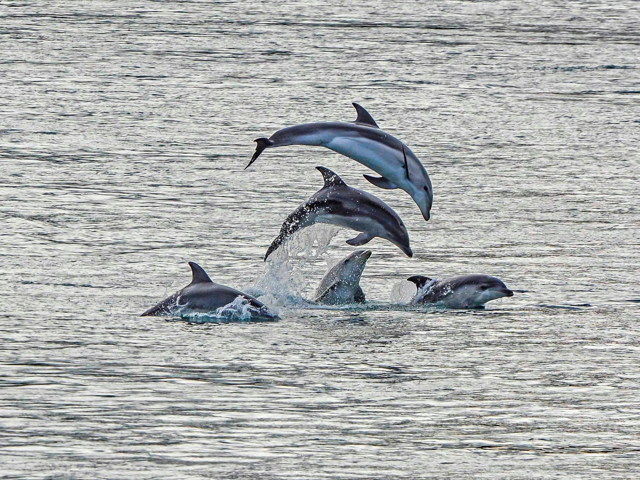 The Gippsland Lakes is home to a resident population of Burrunan Dolphins.