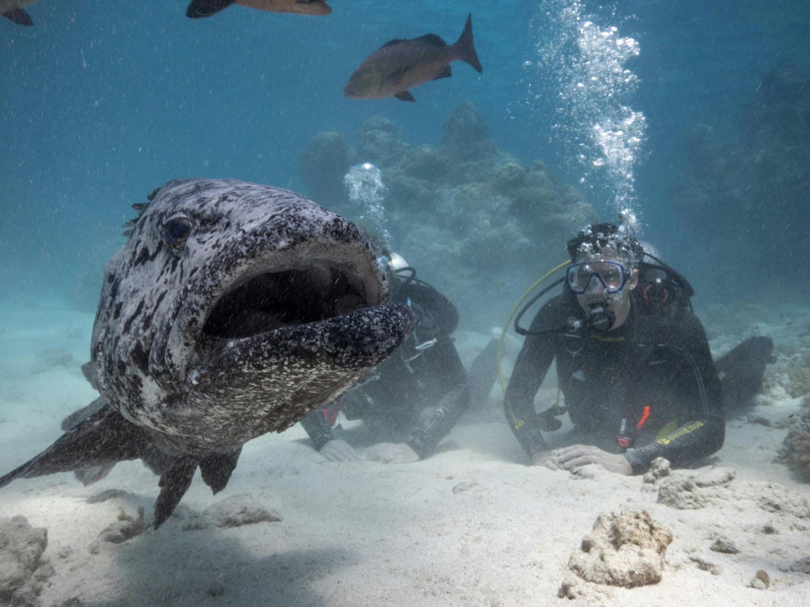 3 Day Cod Hole and Ribbon Reefs