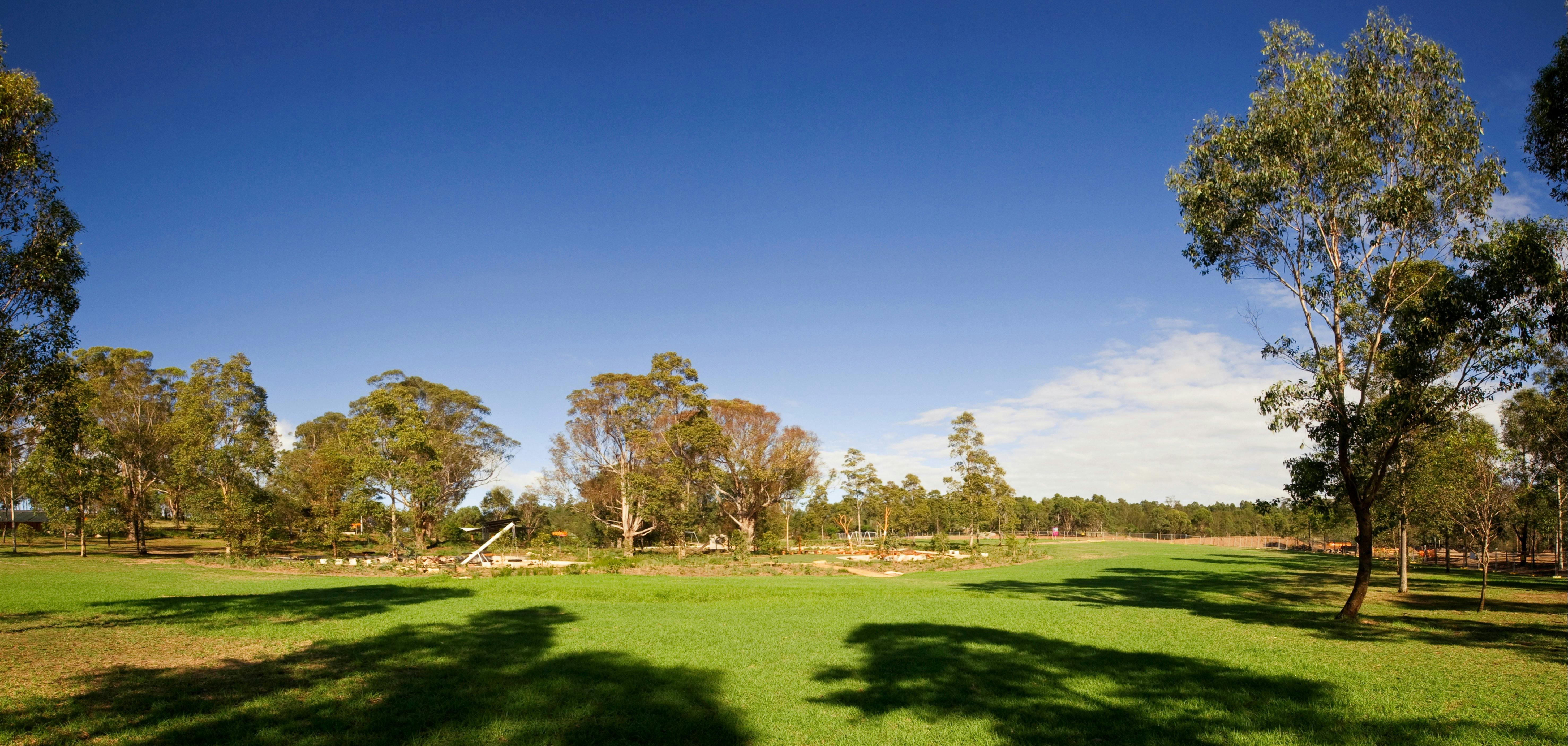 西悉尼公園的蜥蜴原木