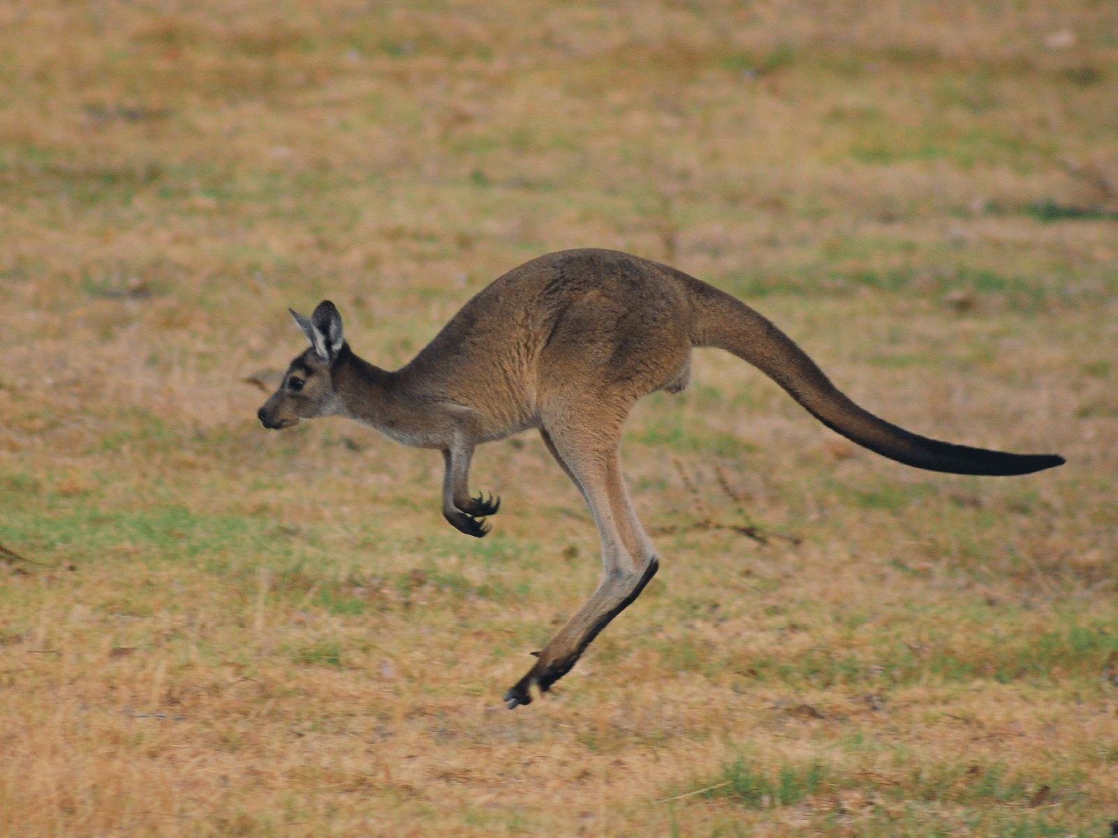 CGT Wildlife Tour - Kangaroo hopping