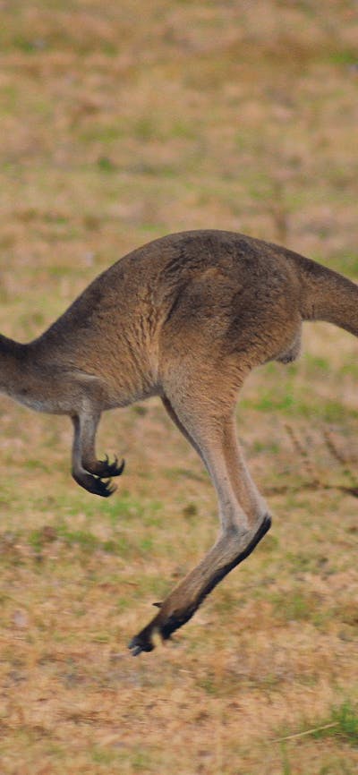 CGT Wildlife Tour - Kangaroo hopping