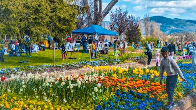 Families explore Lanyon Homestead, painting and enjoying tulips in bloom.