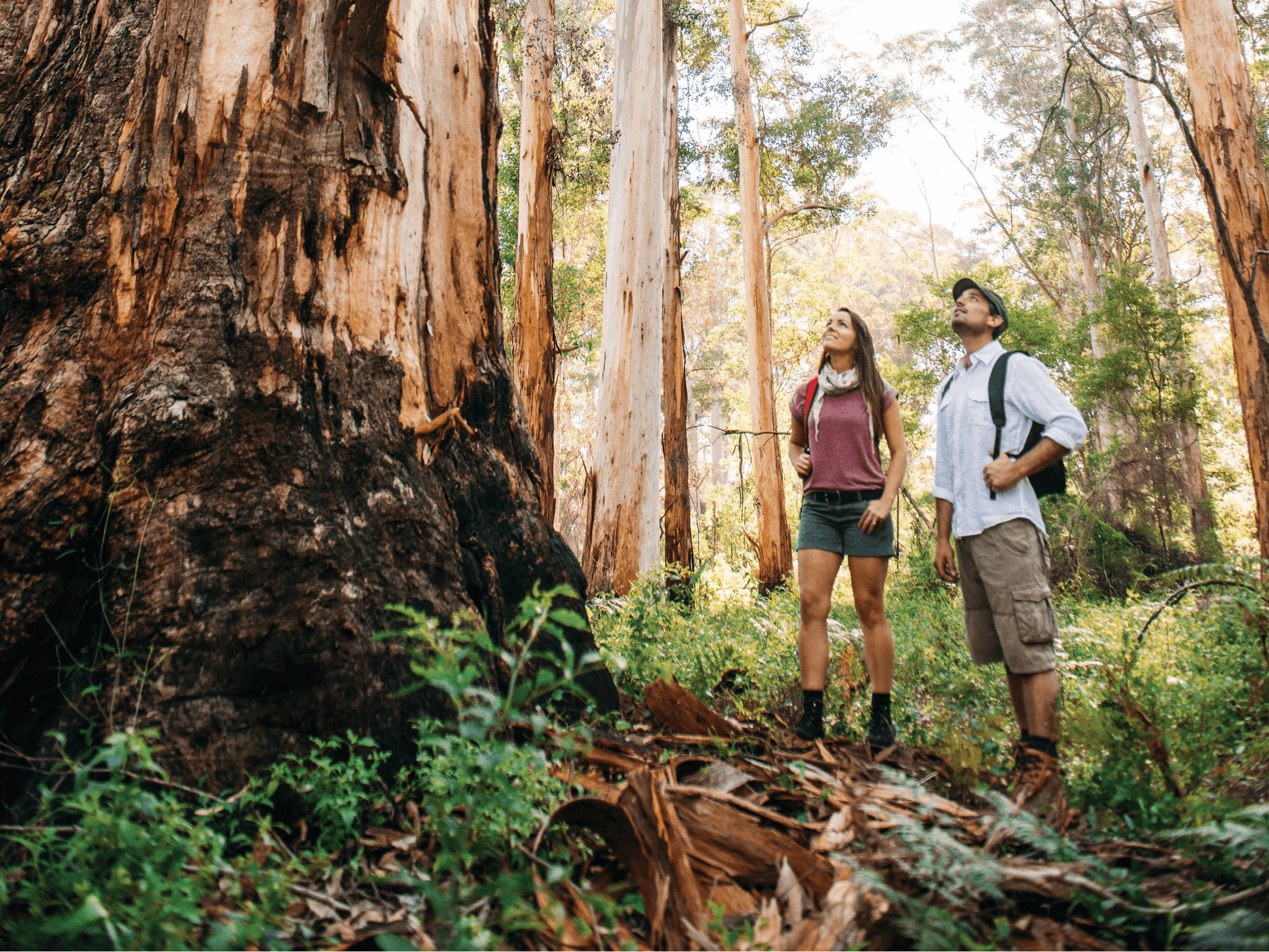 Jarrahland Wildflower Trail, Northcliffe, Western Australia