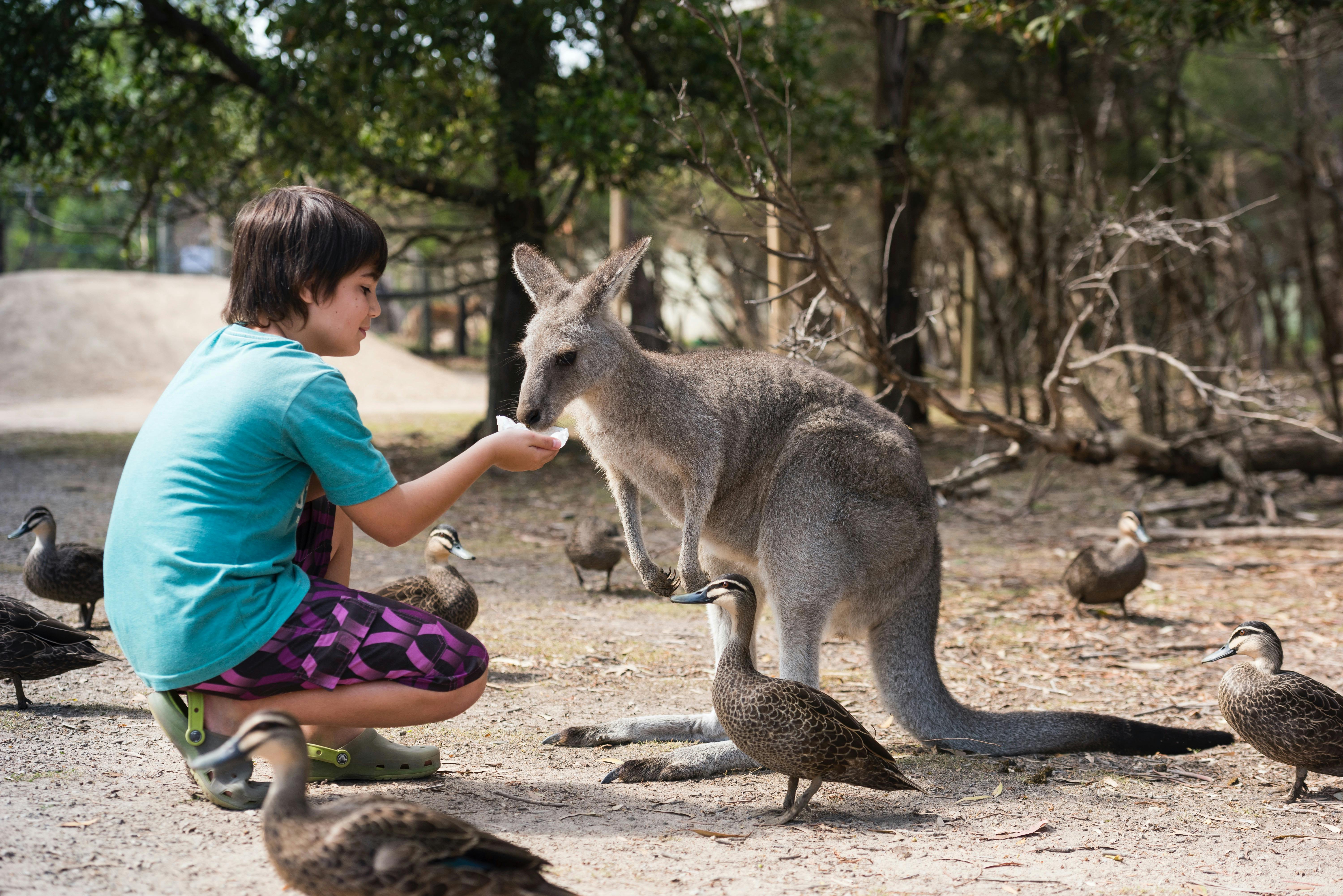 Kangaroo feeding at a local wildlife park