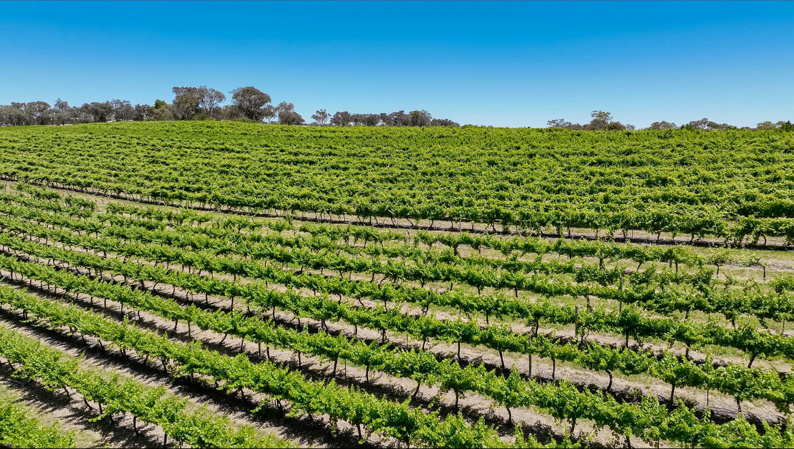 This is one of our Shiraz grape blocks