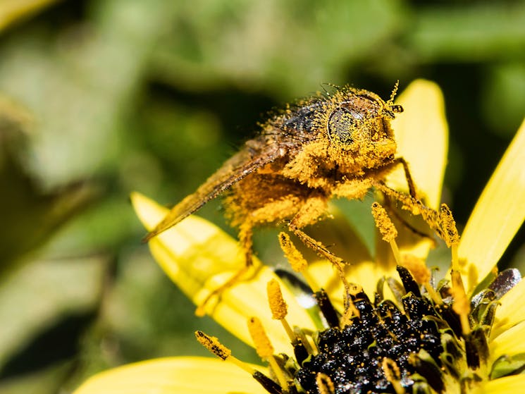 A highly magnified bee covered in pollen rests on a flower with yellow petals