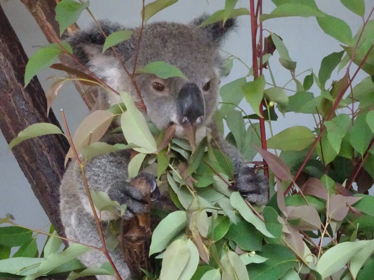 Cooberrie Park Wildlife  Sanctuary