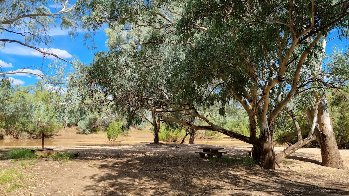 Sit under a shaded Tree and listen to the birds