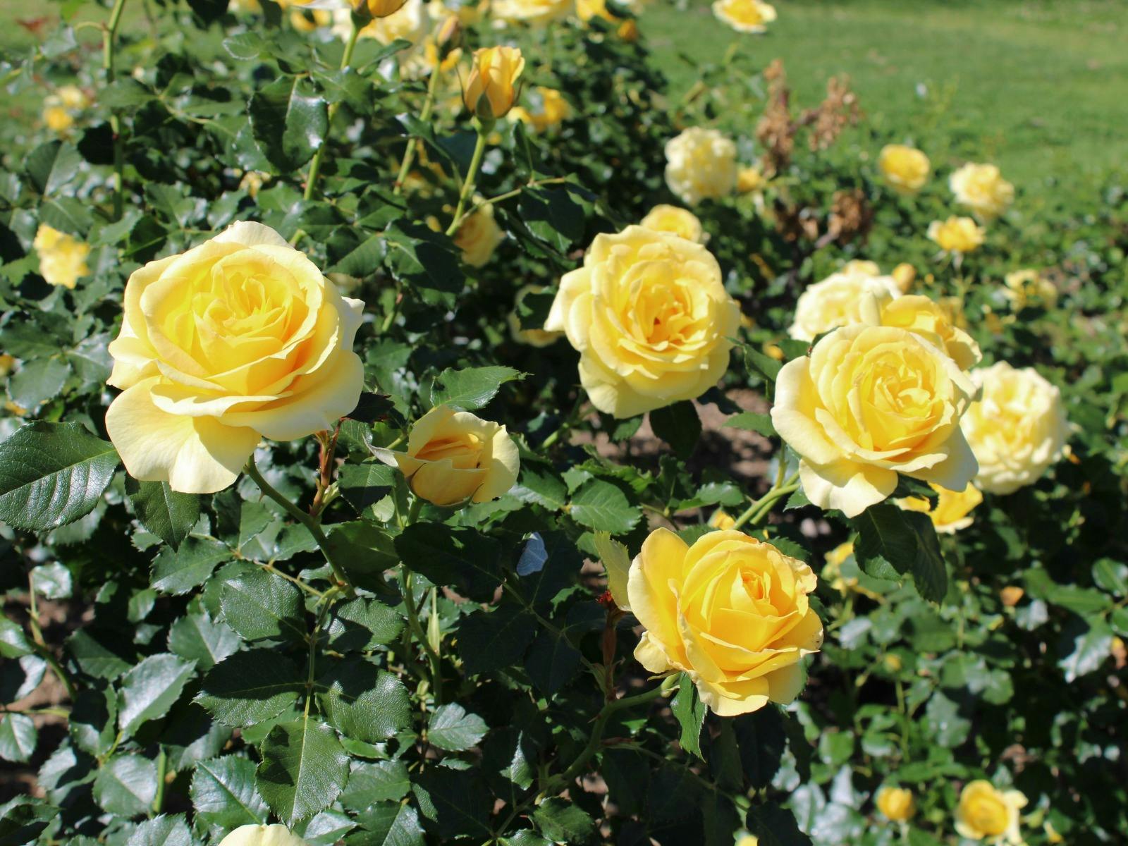 Cowra Rose Garden