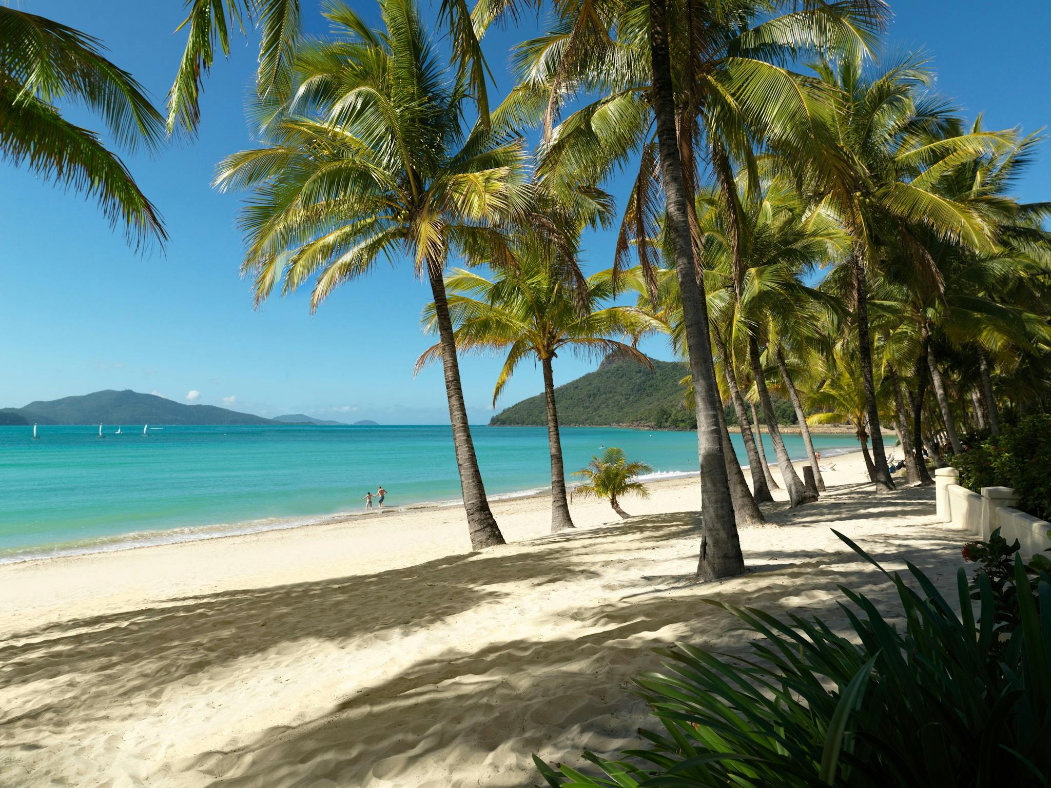 Row of palm trees on Catseye Beach on Hamilton Island