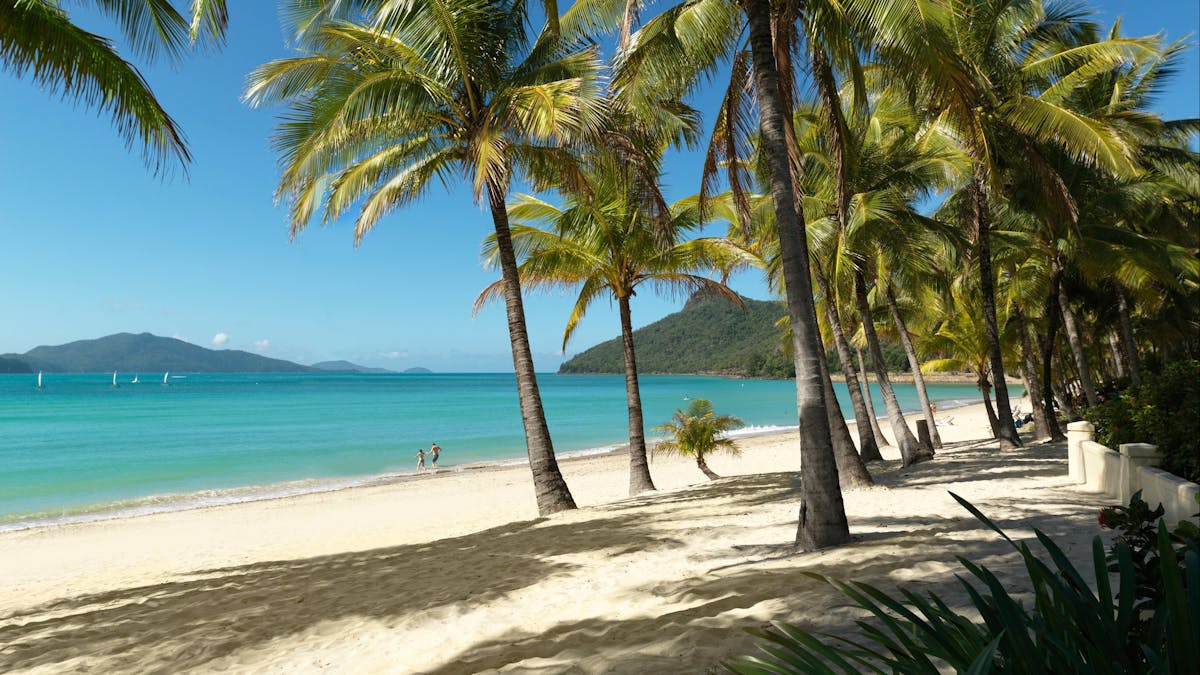 Row of palm trees on Catseye Beach on Hamilton Island