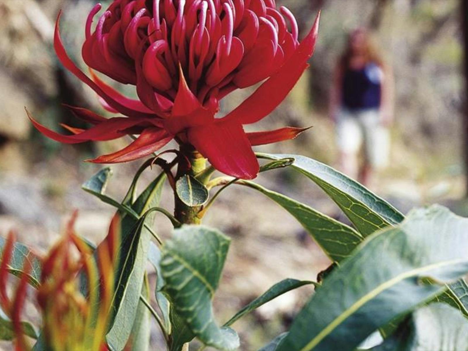 blue mountain walk 8