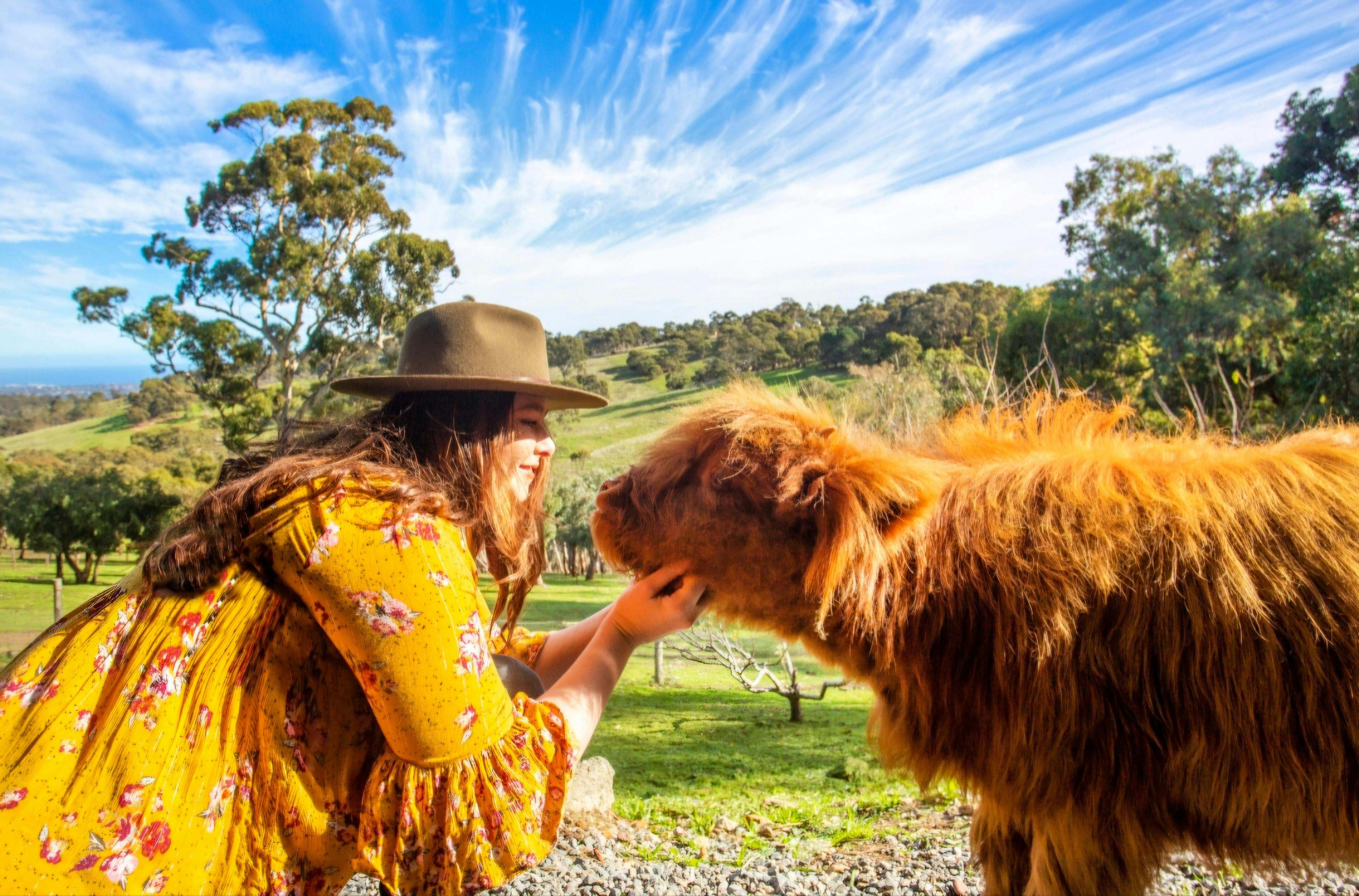 Highland cattle experience