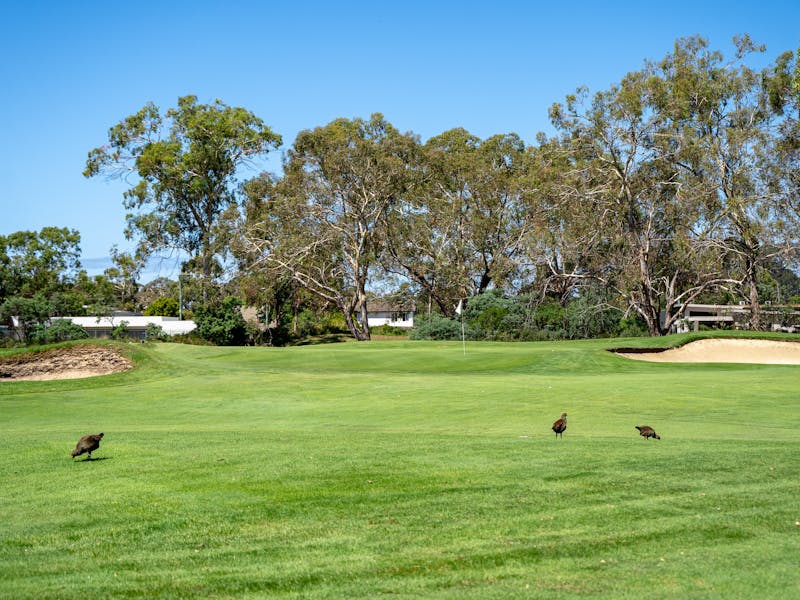 Golf green, with a bunker either side, native hens in foreground