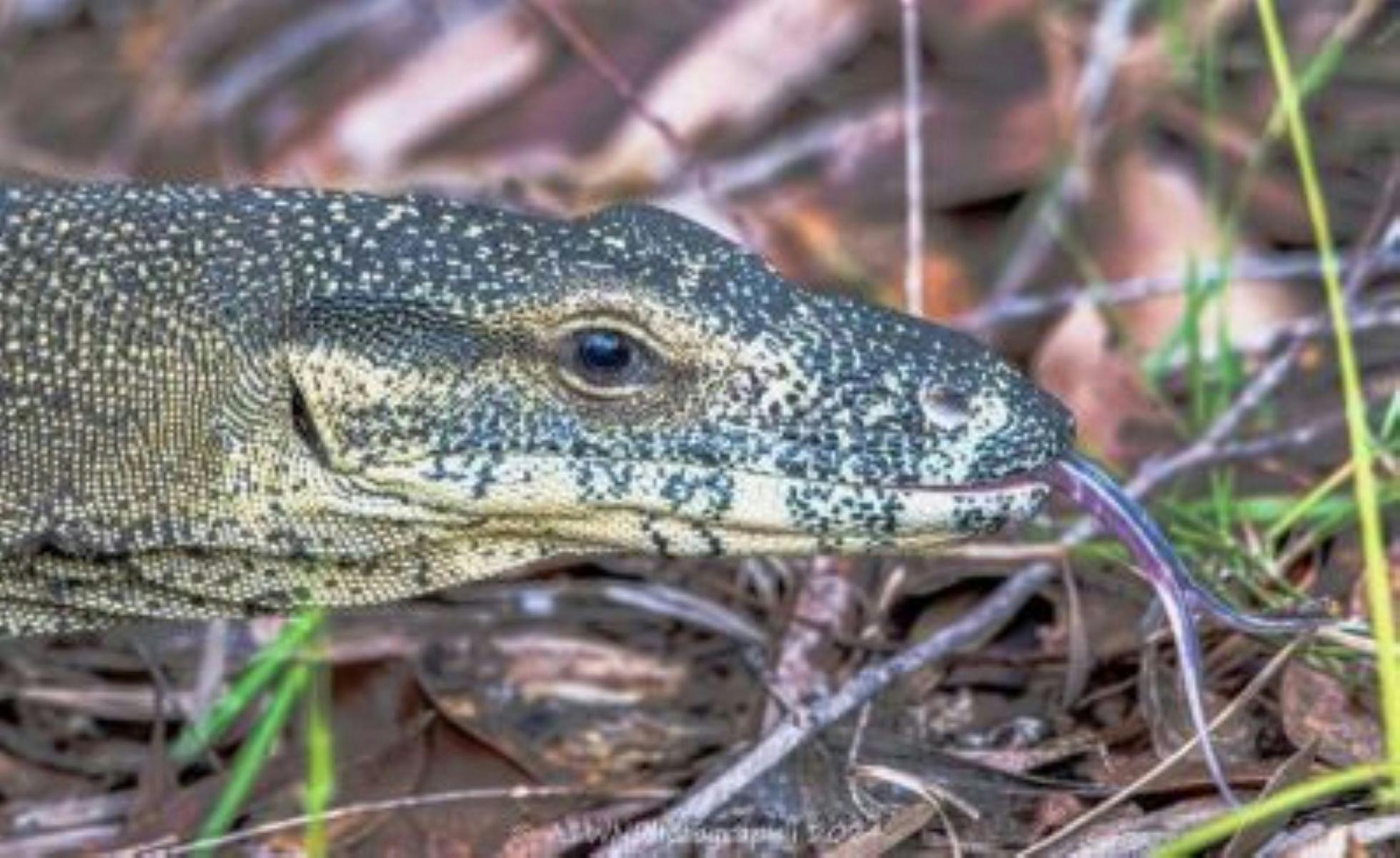 Goanna at BushTracks Eco Tours, Traveller's Rest 1770 in Agnes Water, Southern Great Barrier Reef
