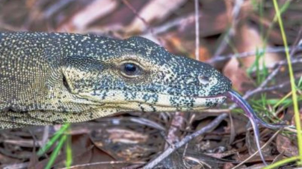 Goanna at BushTracks Eco Tours, Traveller's Rest 1770 in Agnes Water, Southern Great Barrier Reef