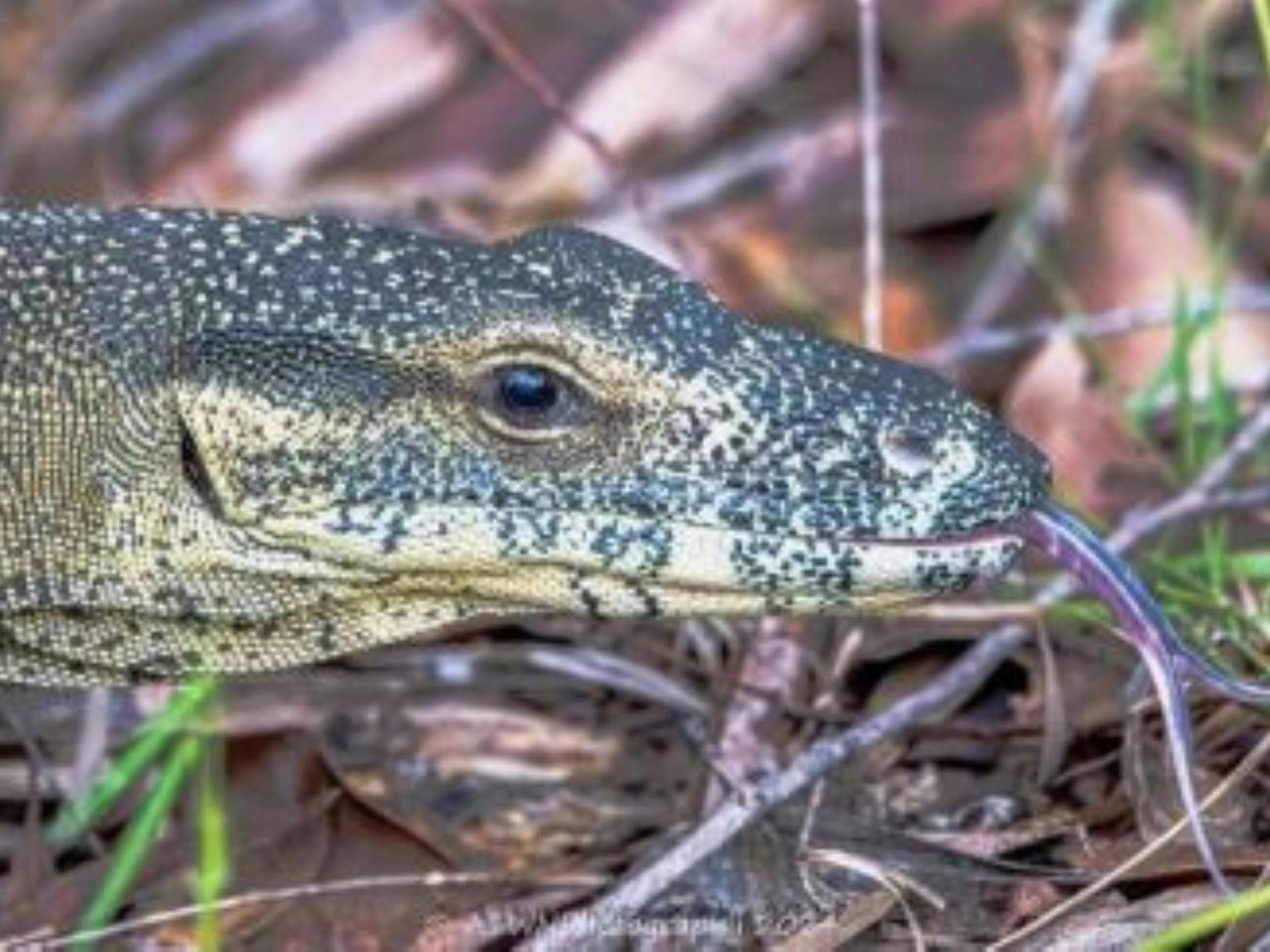 Goanna at BushTracks Eco Tours, Traveller's Rest 1770 in Agnes Water, Southern Great Barrier Reef