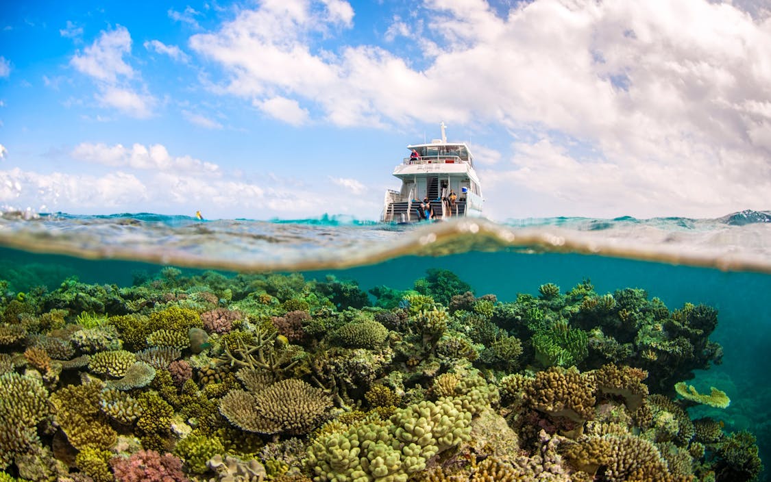 Wavelength Reef Cruises Full Day Outer Reef Snorkel Tour Cairns & Great Barrier Reef