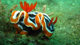 Nudibranch