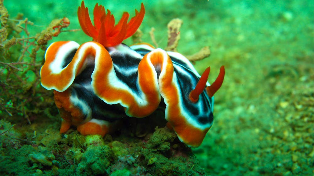 Pleasure Divers Magnetic Island