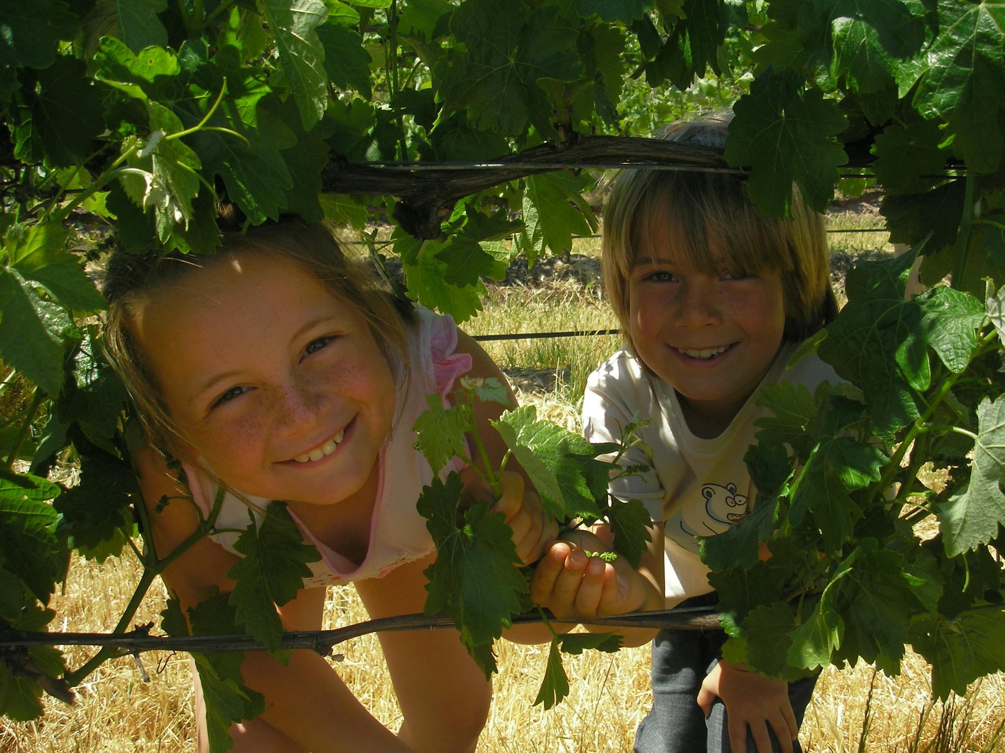 Kids in the vines
