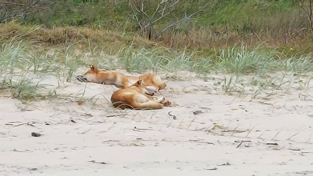 Hey man its chilling time Fraser Island style