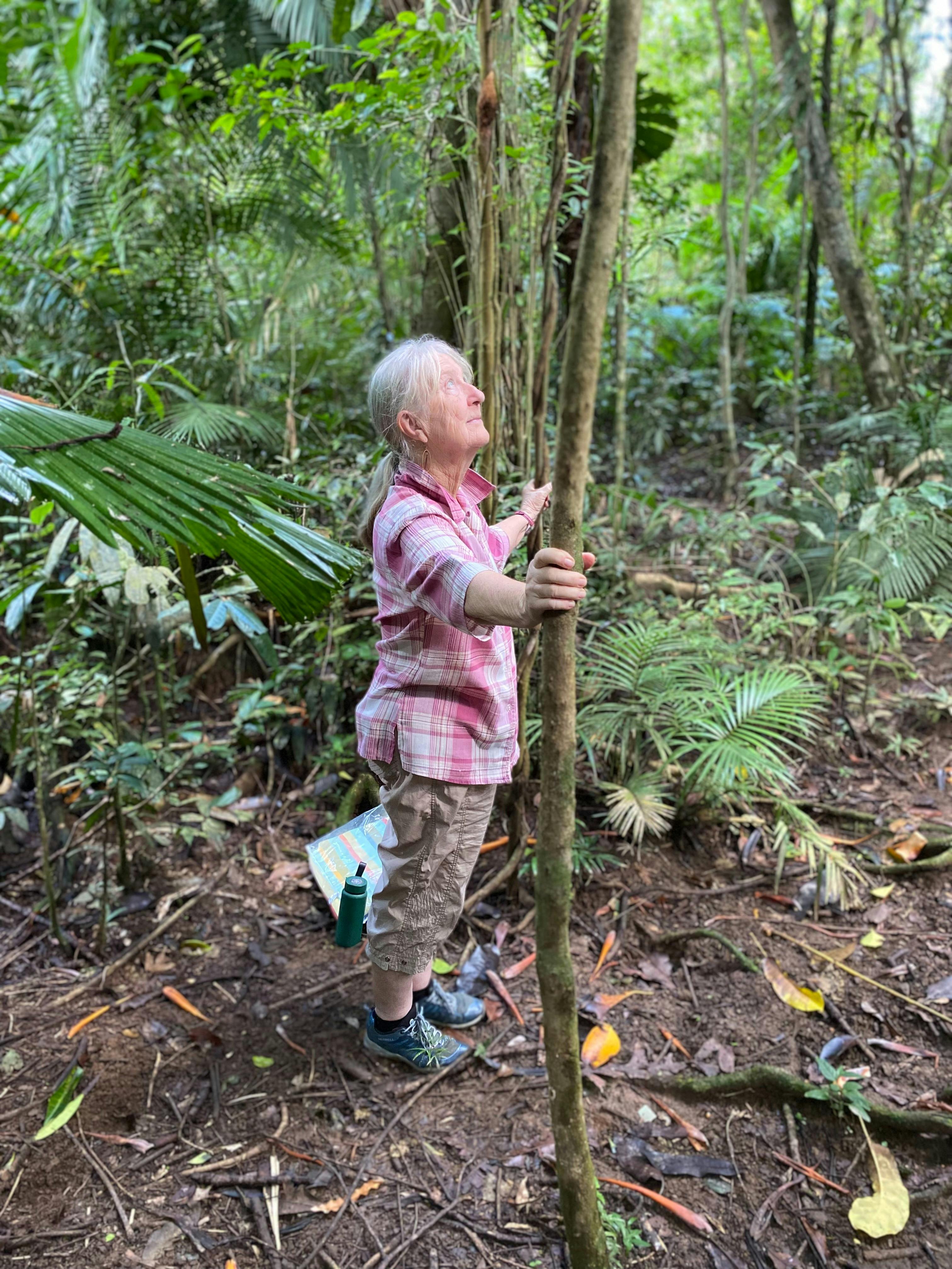Rainforest Connections Walk