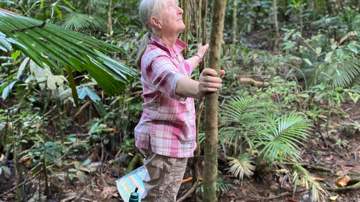 A Lady standing between trees, holding two thin trunks as she looks into the distance