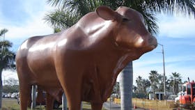 Rockhampton Bull Statues