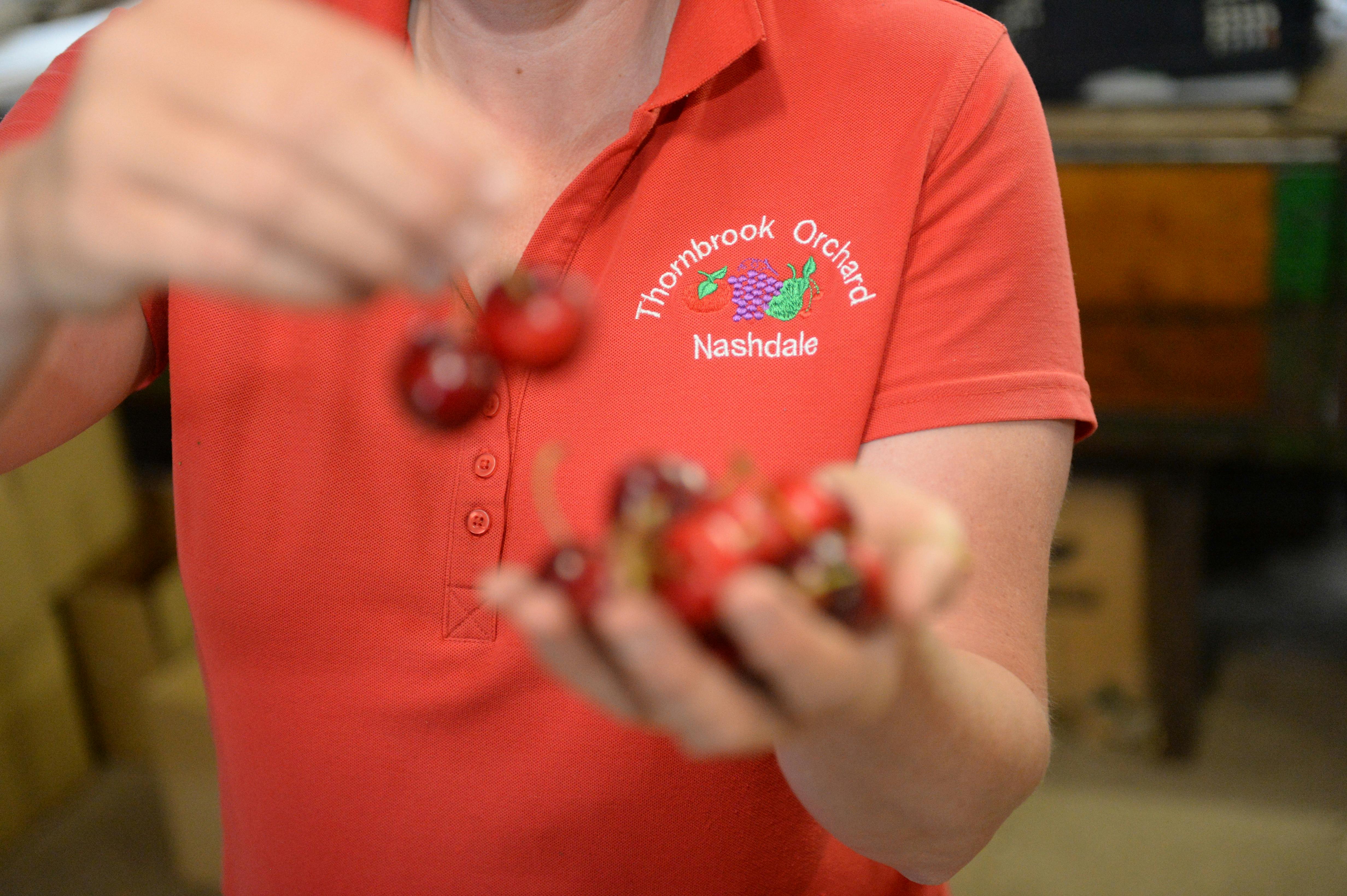 Thornbrook Orchard staff preparing cherries for customers