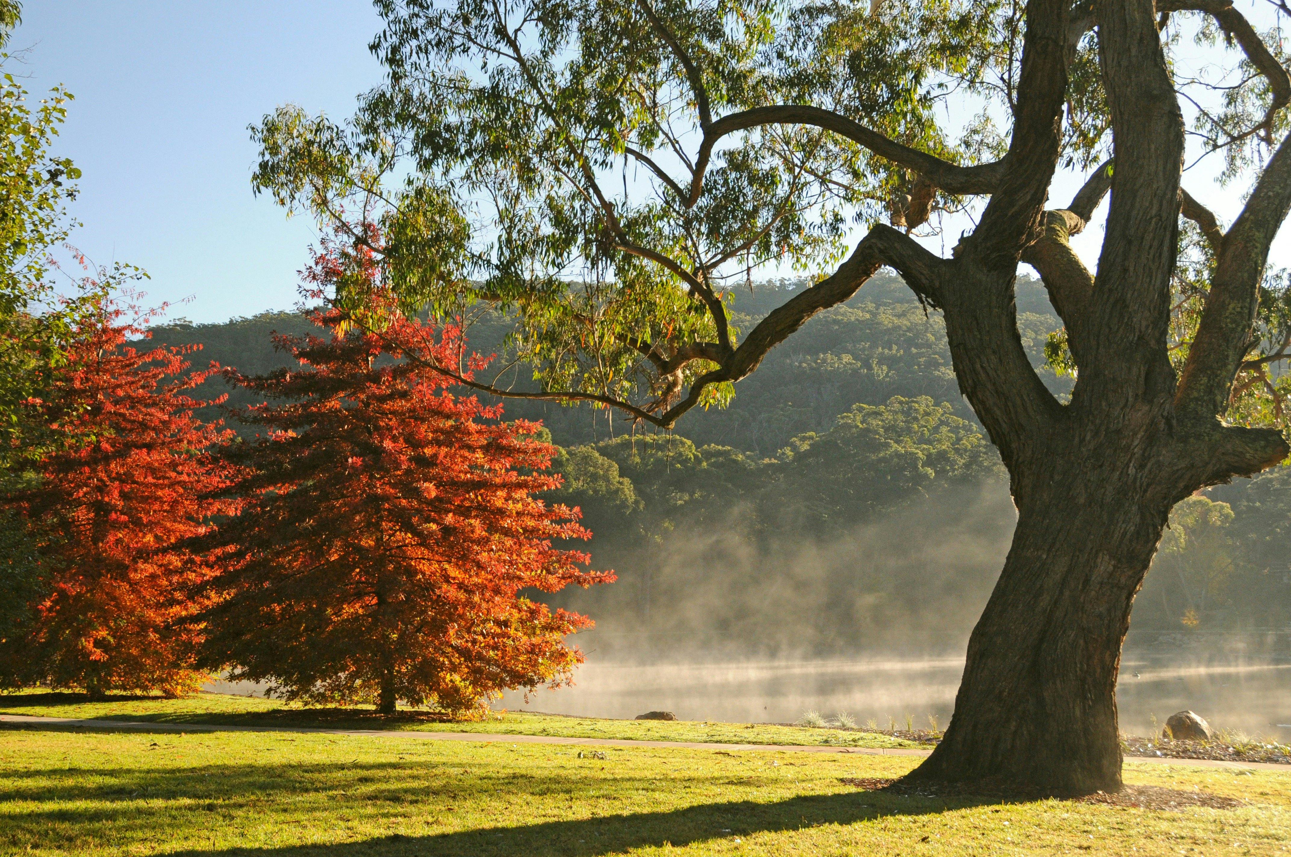 Lake Alexandra - Mittagong