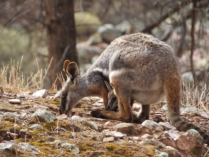5 Day Tour Explore Wilpena and Arkaroola