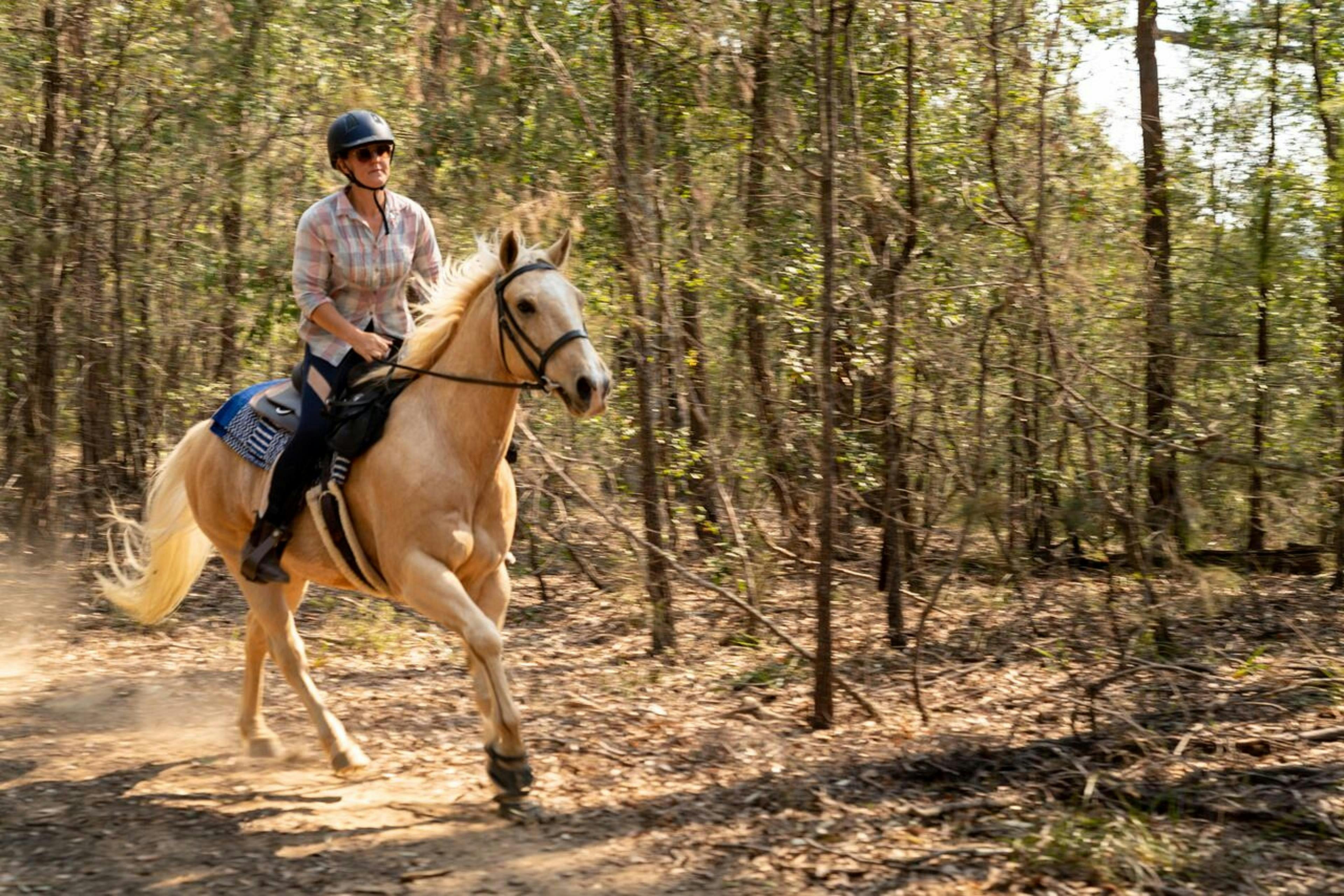 bush canters, bugong national park, shoalhaven, palomino quarter horse