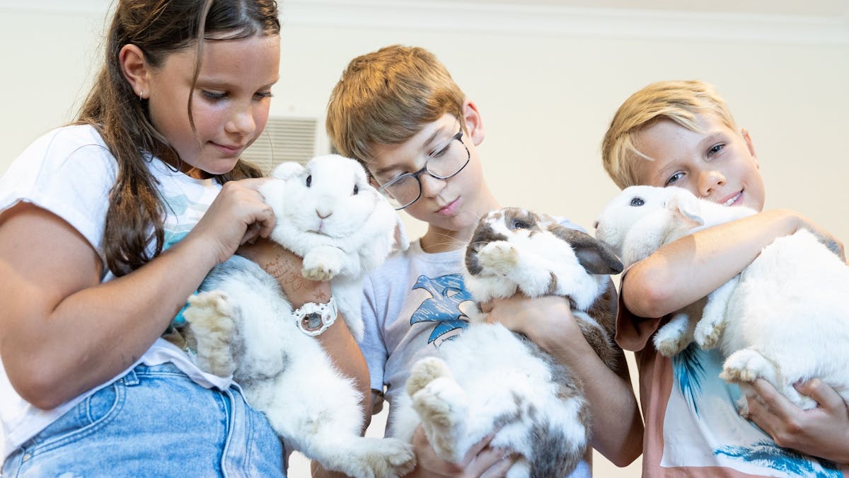 Meet the bunnies