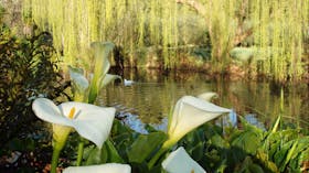 GROVE IN SPRING
